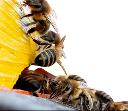Bild für Kategorie Bienenkunst