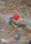 Bild von Ring mit Korallenrose und Sterling-Silber